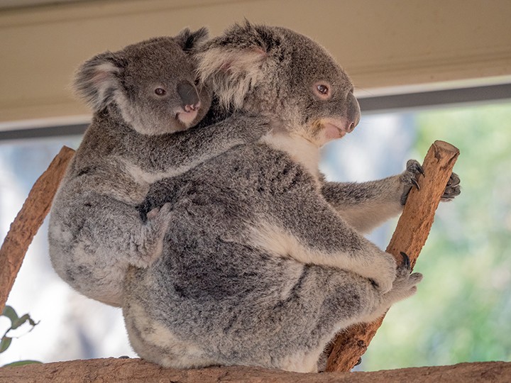 koala sanctuary)的直播视频,欣赏憨态可掬,让人不禁想给予拥抱的考拉